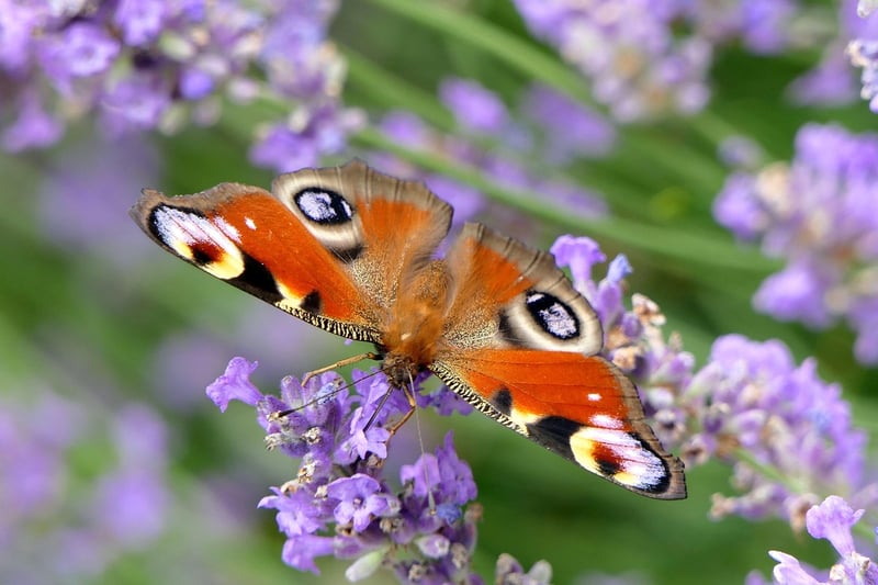 Butterfly Effect Mitigation